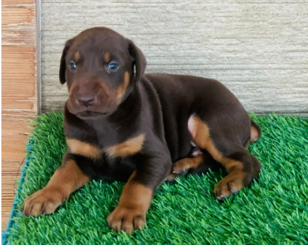 Buy Male Doberman Puppy from Goa